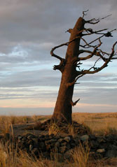 Clark's Tree, Trails End Monument