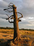 Clark's Tree
