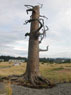 Clark's Tree