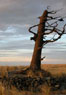 Clark's Tree