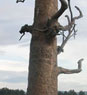 Clark's Tree