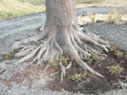 Clark's Tree